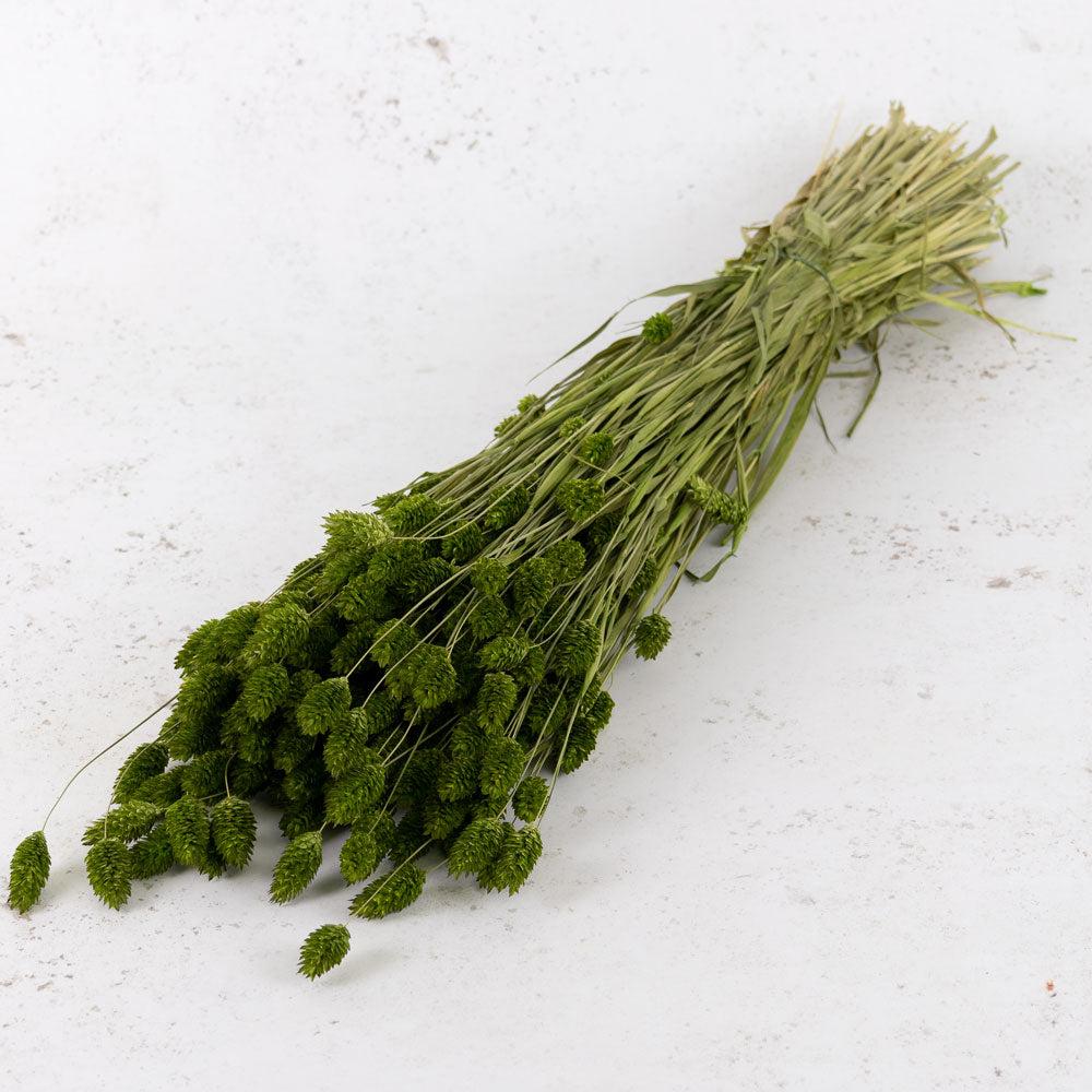 Dried Grasses | Phalaris, (Canary Grass), Dried, Dyed Green Dried Dried Grasses