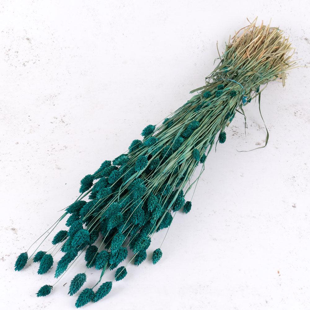 Dried Grasses | Phalaris, (Canary Grass), Dried, Emerald Green, 70cm Dried Dried Grasses