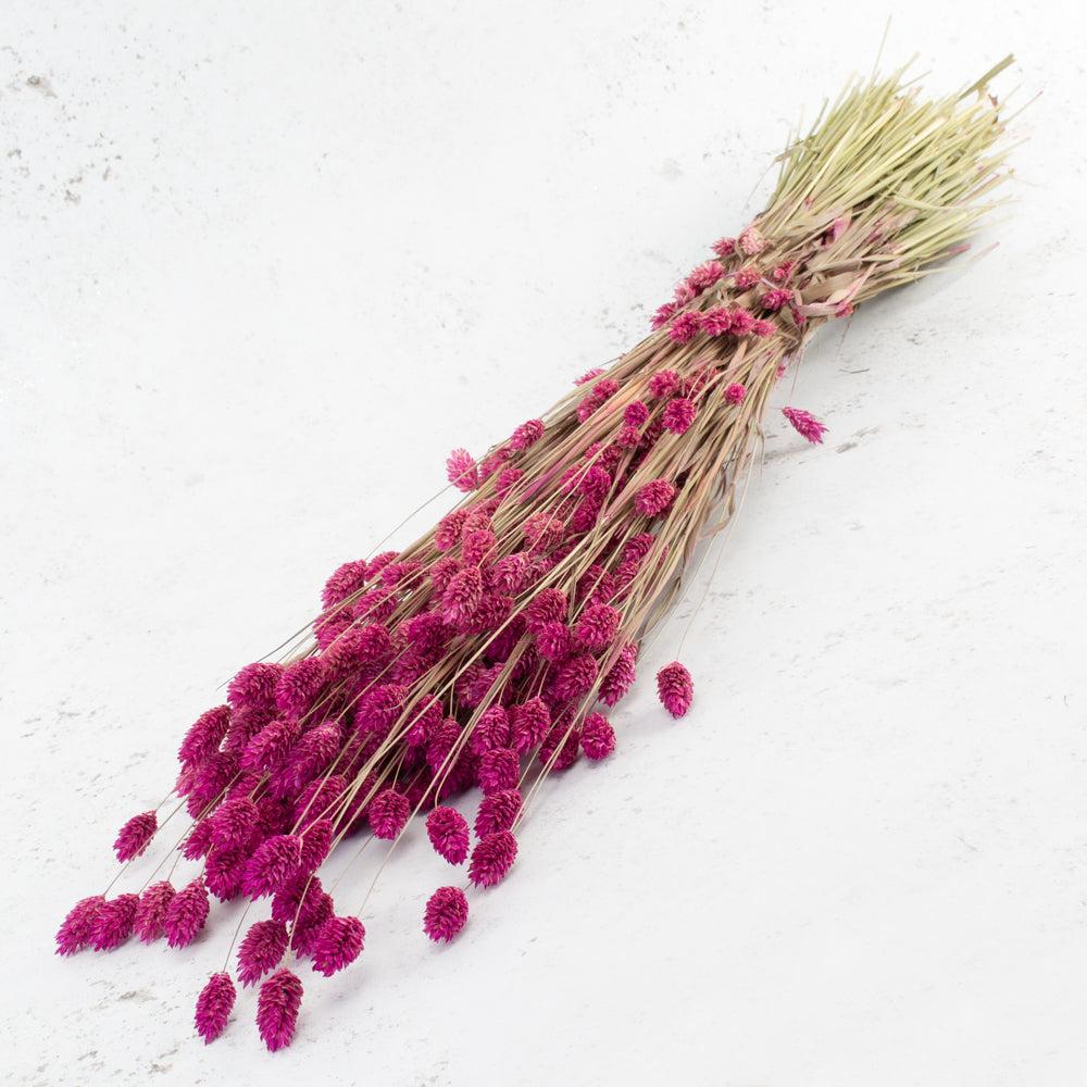 Dried Grasses | Phalaris, (Canary Grass), Dried, Fuchsia Pink, 70cm Dried Dried Grasses