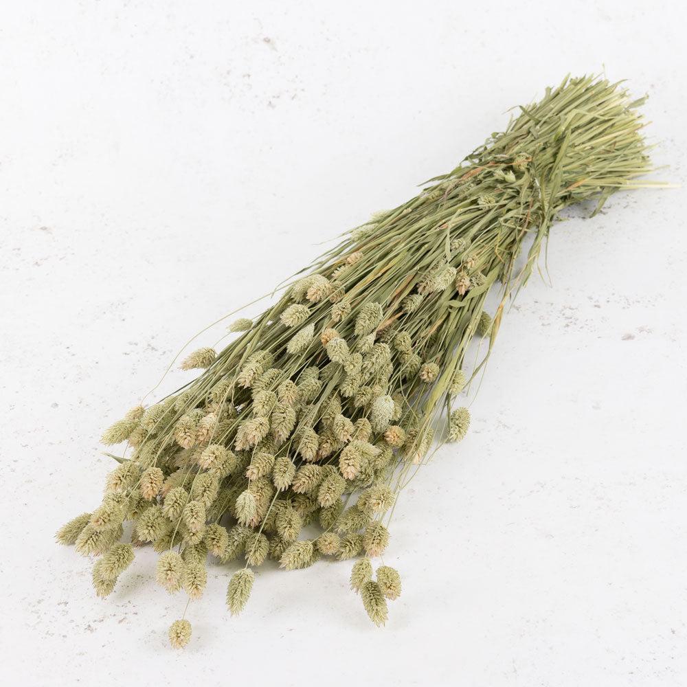 Dried Grasses | Phalaris, (Canary Grass), Dried, Natural Green Dried Dried Grasses