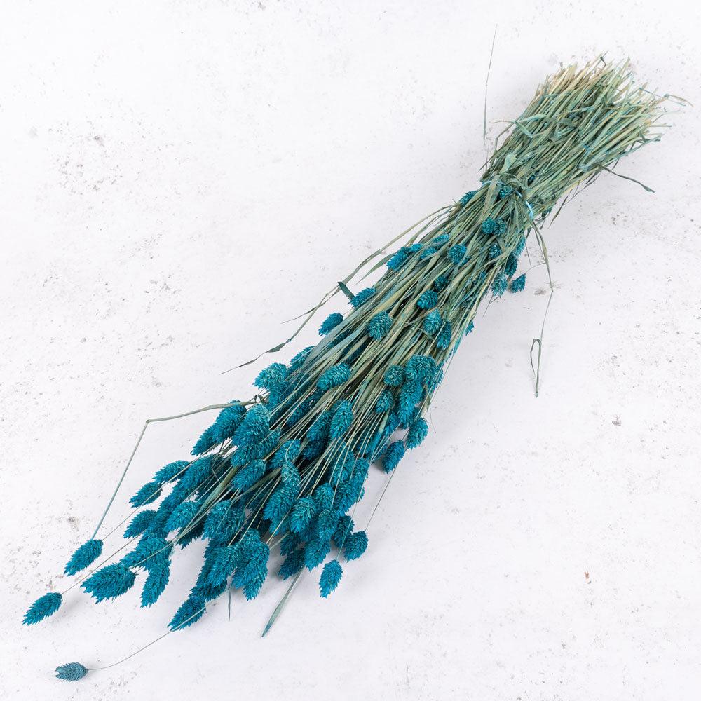 Dried Grasses | Phalaris, (Canary Grass), Dried, Petrol Blue, 70cm Dried Dried Grasses