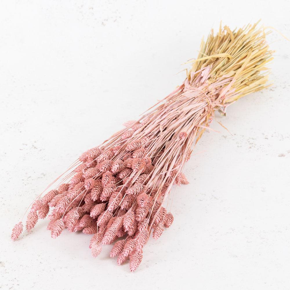 Dried Grasses | Phalaris, (Canary Grass), Dried, Pink Misty Dried Dried Grasses