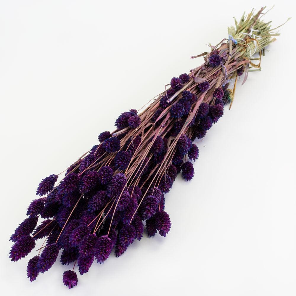 Dried Grasses | Phalaris, (Canary Grass), Dried, Purple, 70cm Dried Dried Grasses