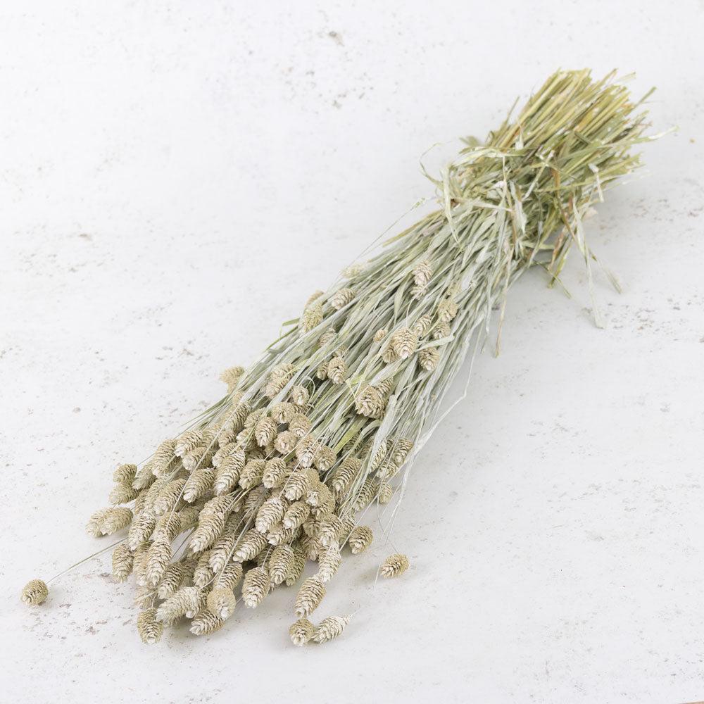 Dried Grasses | Phalaris, (Canary Grass), Dried, White Misty Dried Dried Grasses