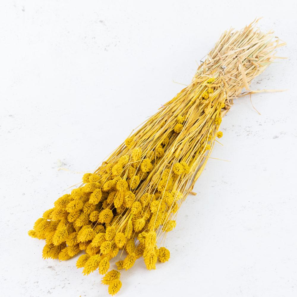 Dried Grasses | Phalaris, (Canary Grass), Dried, Yellow Dried Dried Grasses