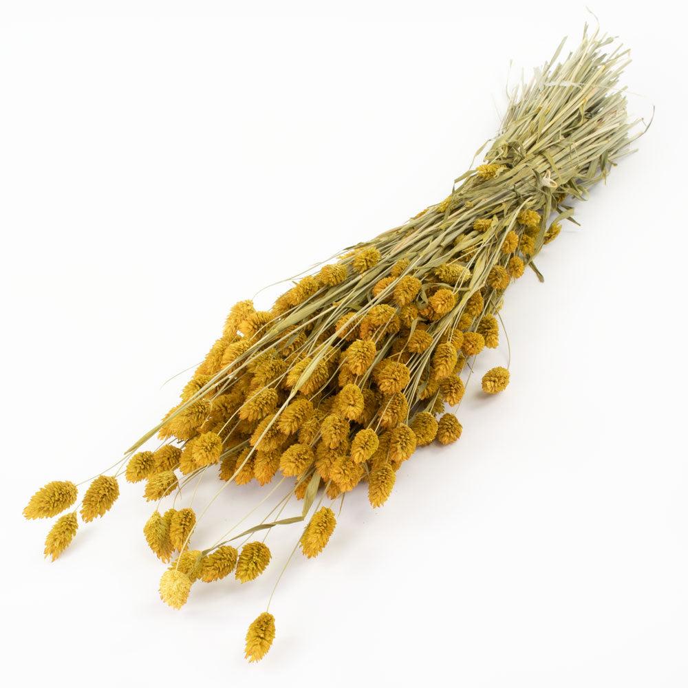 Dried Grasses | Phalaris, (Canary Grass), Yellow, 70cm Dried Dried Grasses