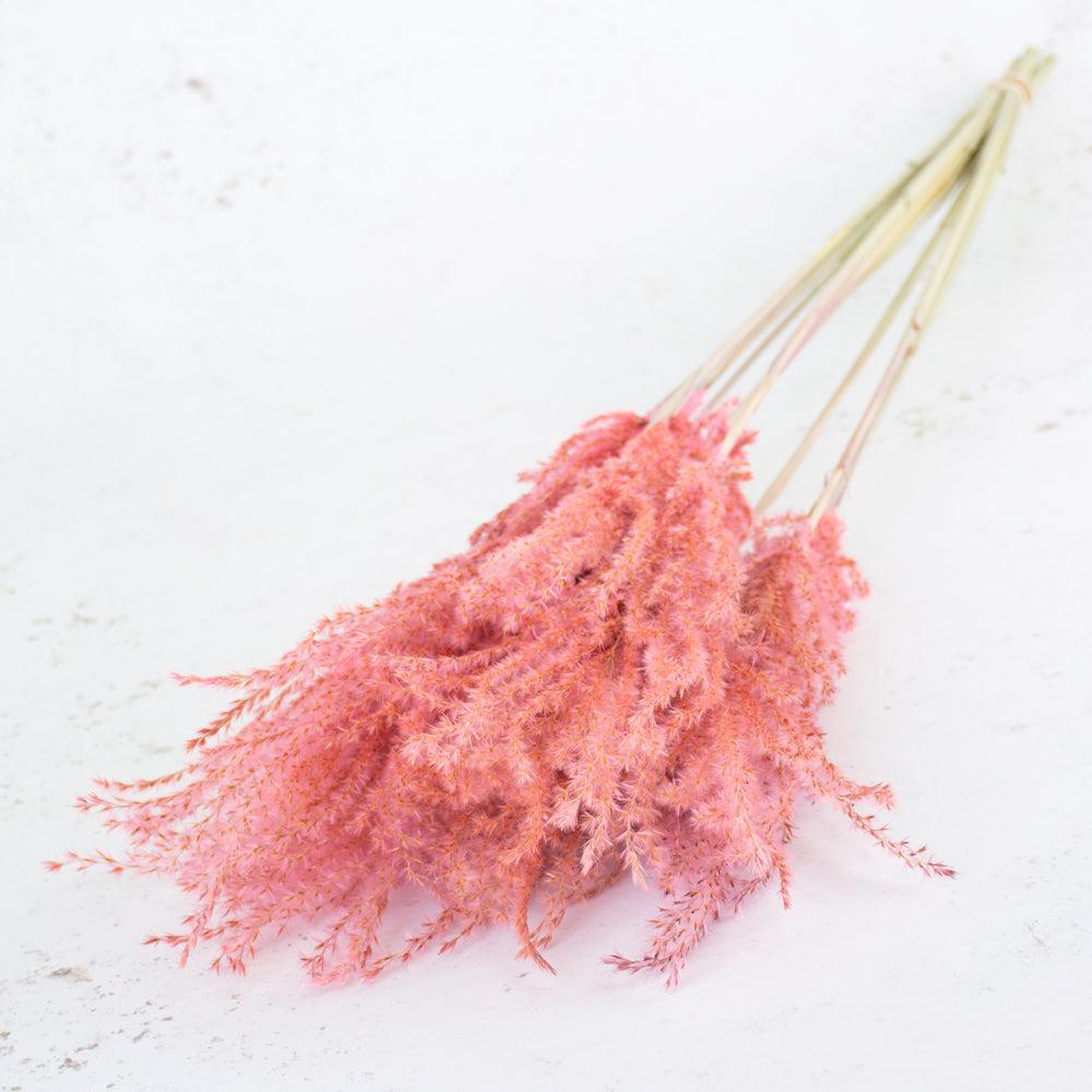 Dried Grasses | Reed Grass, Fluffy, Dried, Dyed Pink Dried Dried Grasses