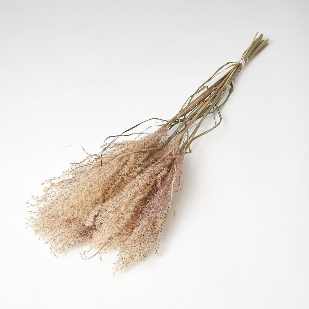 Dried Grasses | Reed Grass, Fluffy, Dried, Natural Pink Dried Dried Grasses