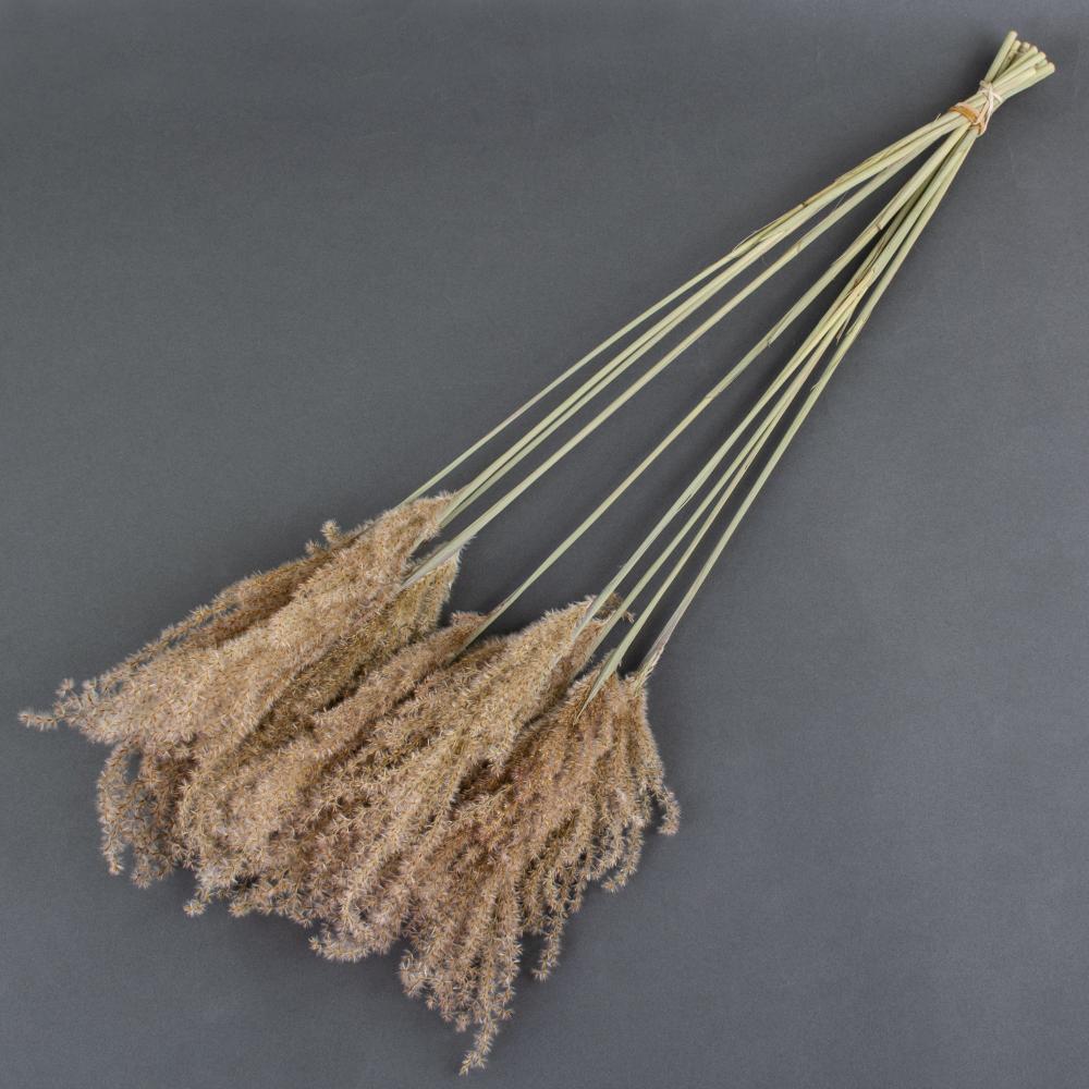 Dried Grasses | Reed Grass, Fluffy, Dried, Natural Dried Dried Grasses