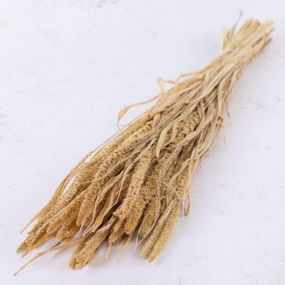 Dried Grasses | Setaria Grass, Dried, Ecru, 100g Bunch Dried Dried Grasses