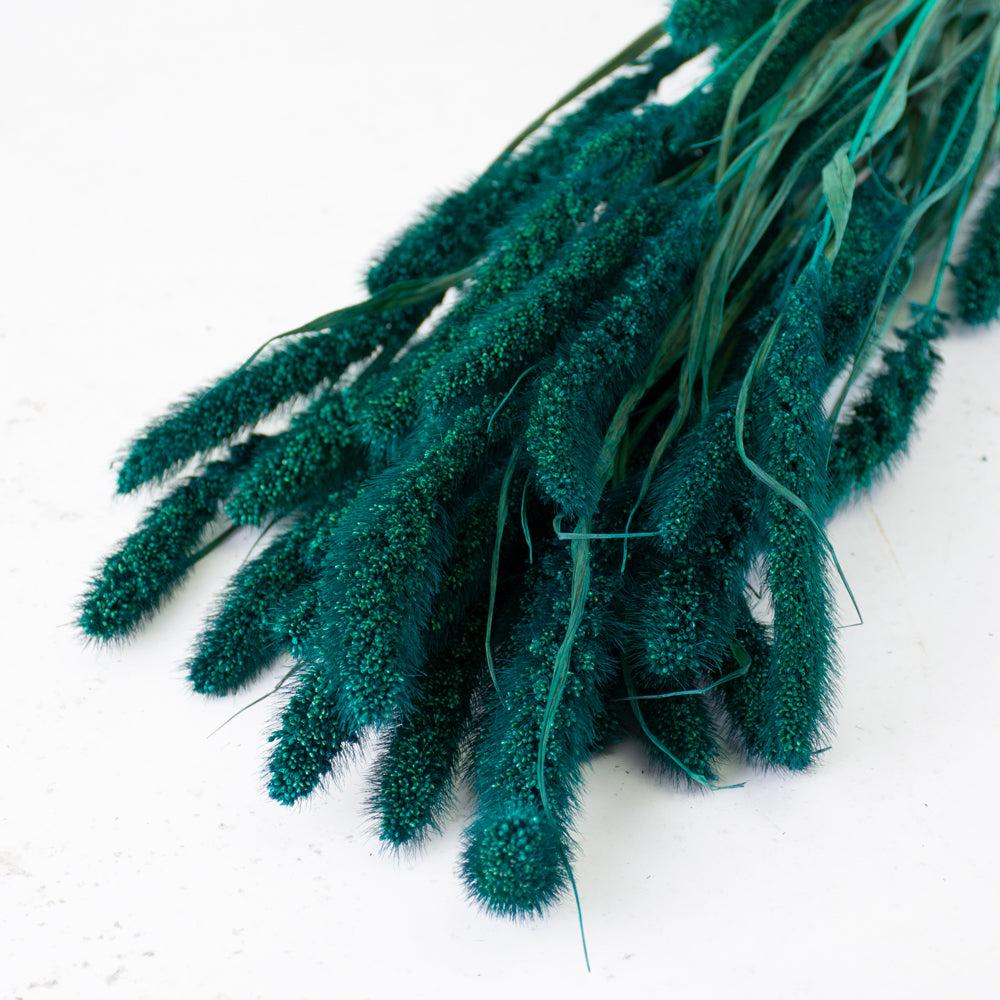 Dried Grasses | Setaria Grass, Emerald Green, 65cm Bunch Dried Dried Grasses