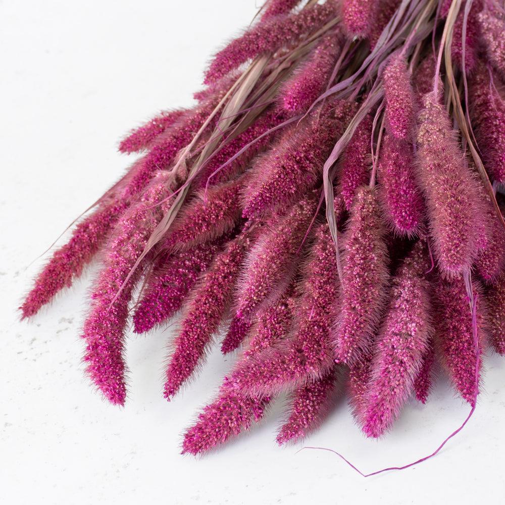 Dried Grasses | Setaria Grass, Fuchsia Pink, 65cm Bunch Dried Dried Grasses