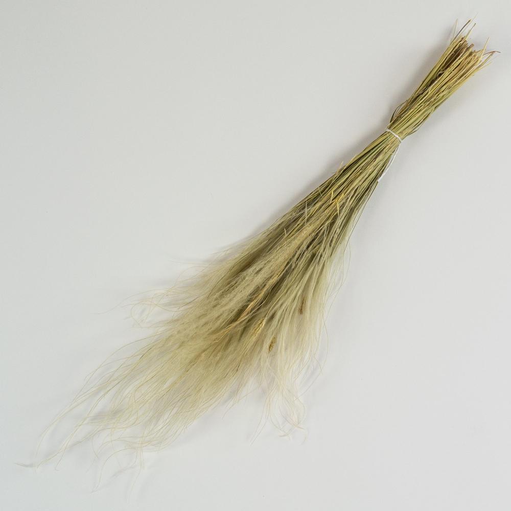 Dried Grasses | Stipa Penata, Natural, 50g Bunch Dried Dried Grasses