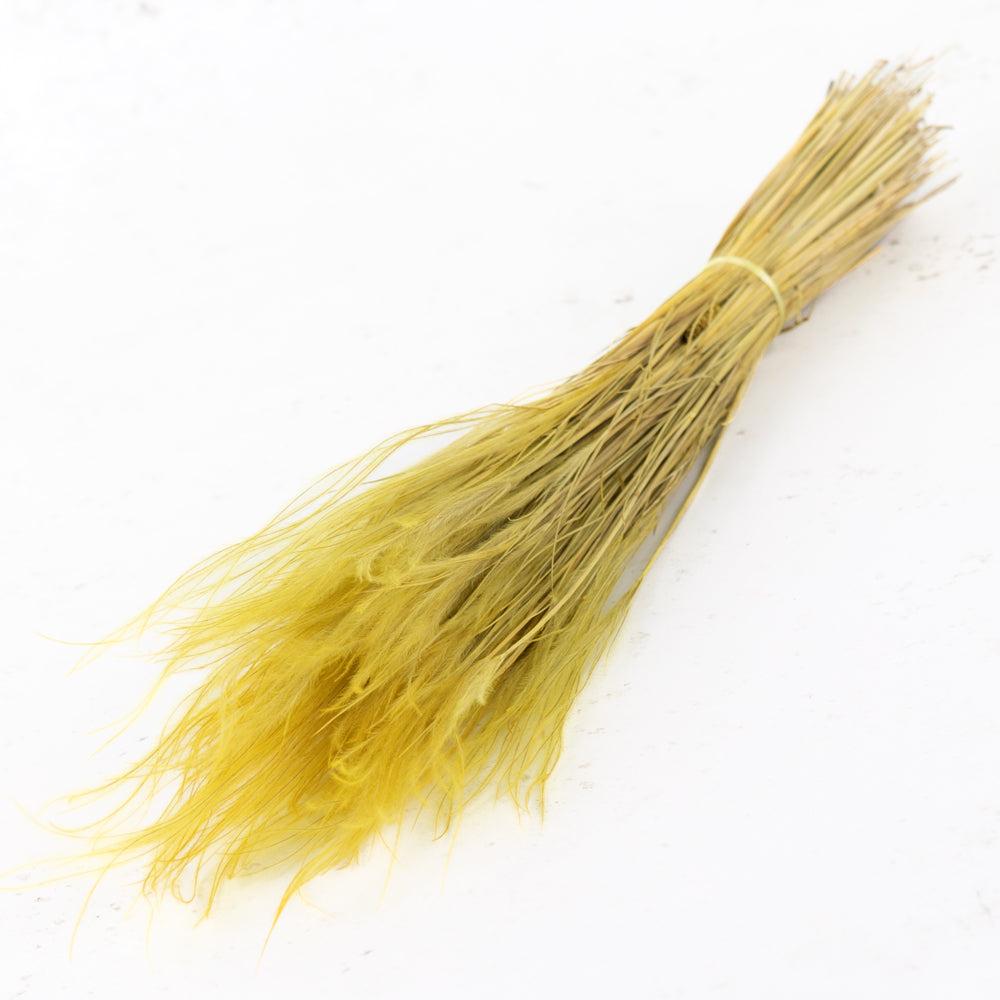 Dried Grasses | Stipa Pennata, Dried, Yellow Dried Dried Grasses