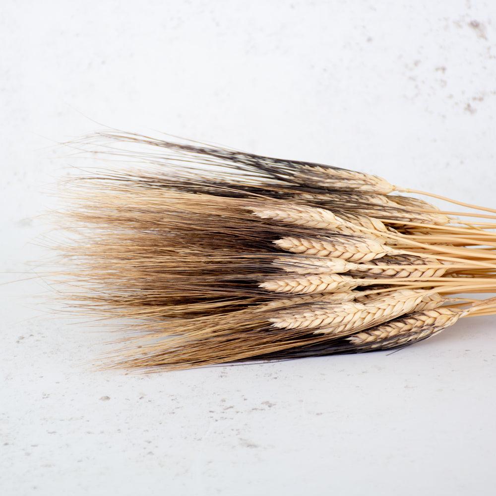 Dried Grasses | Triticum Black Wisps, Dried, Natural Dried Dried Grasses