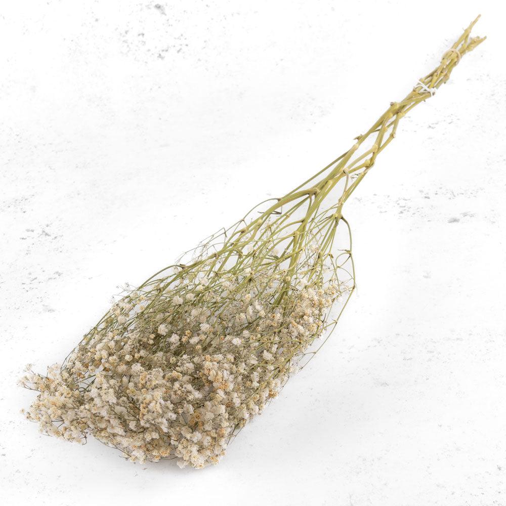 Dried Gypsophila | Gypsophila, Dried, Natural White, 5 Stem Bunch Dried Dried Fillers & Foliage