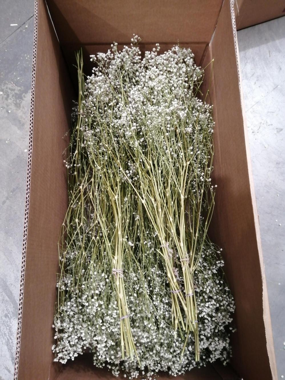 Dried Gypsophila | Gypsophila, Dried, Natural White, Box x 20 Bunches Dried Dried Fillers & Foliage