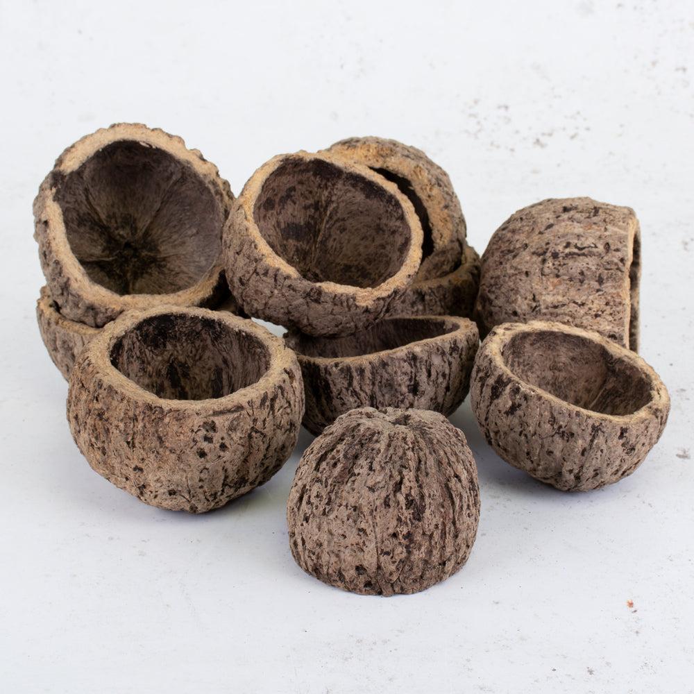 Dried Natural Products | Ourico, Brazil Nut Shells, Dried, Bag x 10 pcs Dried Dried Natural Products