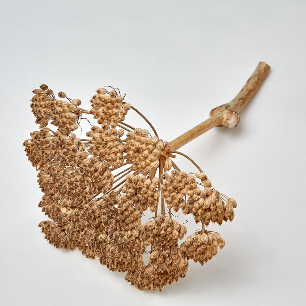 Dried Natural Products | Tfifra Seed Head, Dried, on Natural Stem, 30cm Dried Dried Natural Products