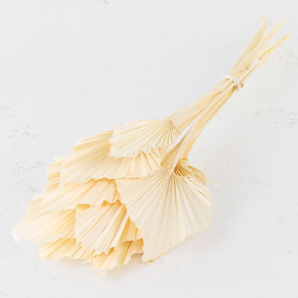 Dried Palm Spears | Palm Spear, Dried, Bleached White, Bunch x 10 Stems Dried Dried Palm Spears