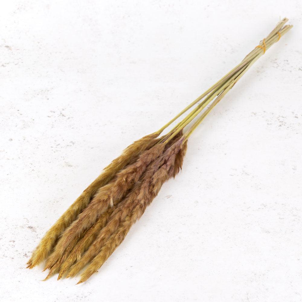 Dried Pampas Grass | Fluffy Pampas, Dried, Yellow, 35g Dried Dried Fillers & Foliage