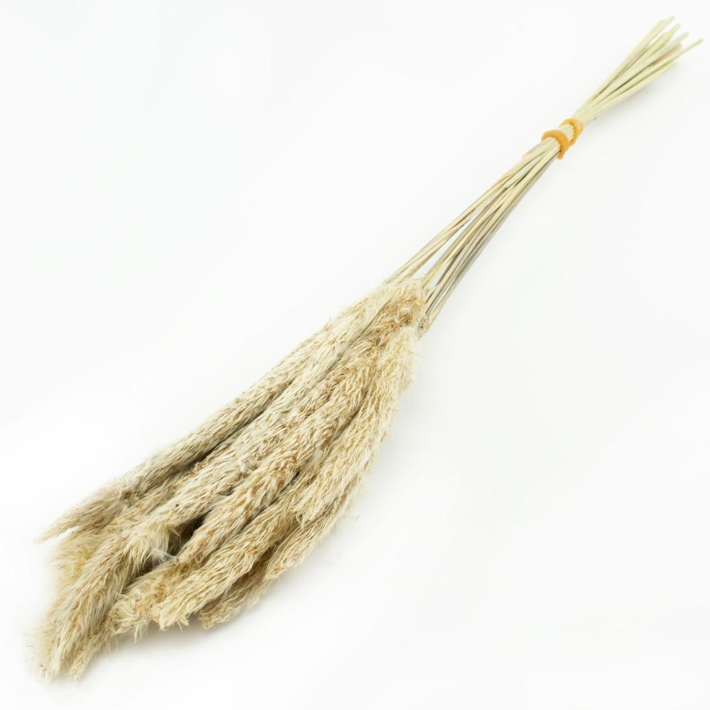 Dried Pampas Grass | Pampas Grass, Mini, Dried, Natural White, x 20 Stems Dried Dried Grasses