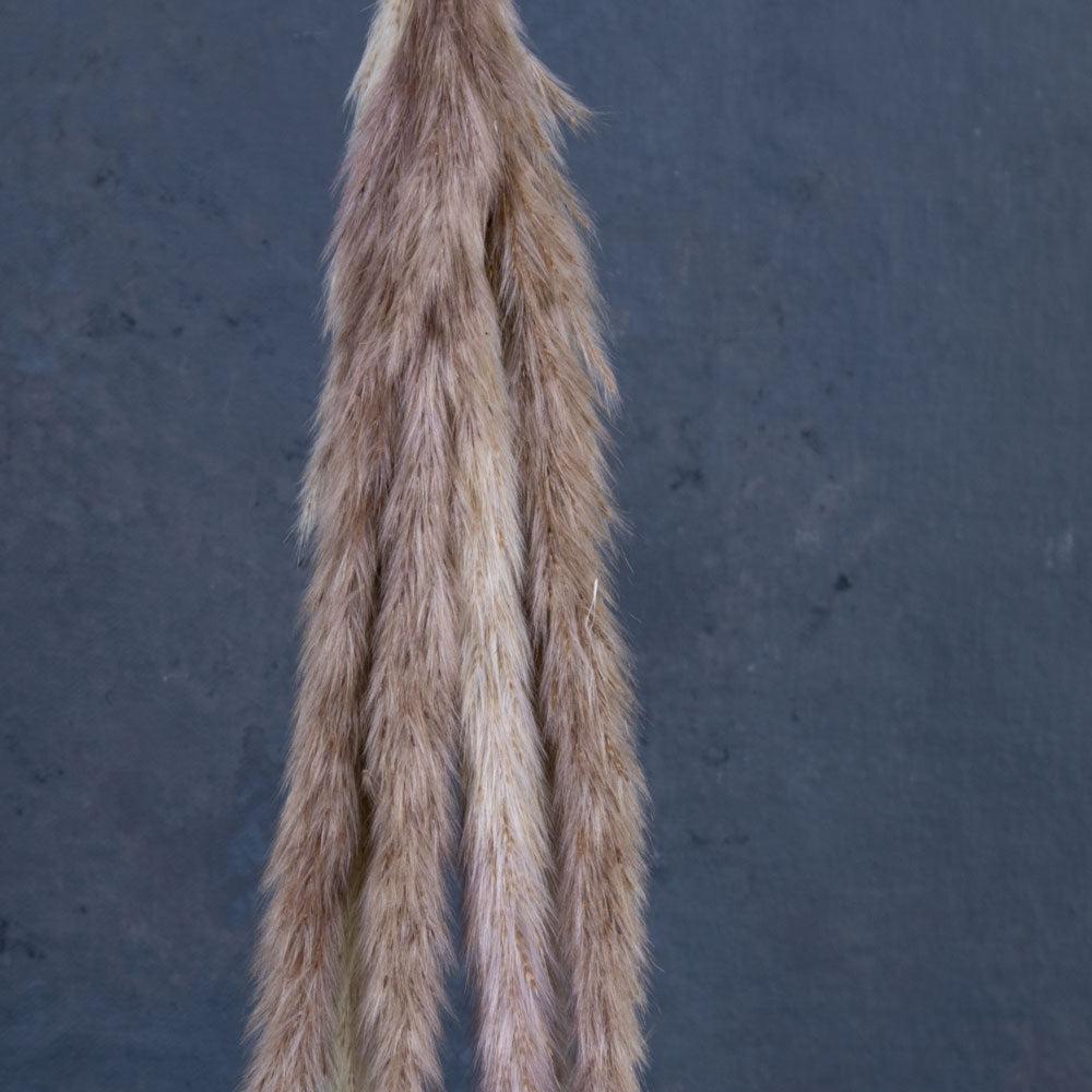 Dried Pampas Grass | Pampas, Hanging Bobbin, Dried, Natural, 27cm Dried Dried Pampas Grass