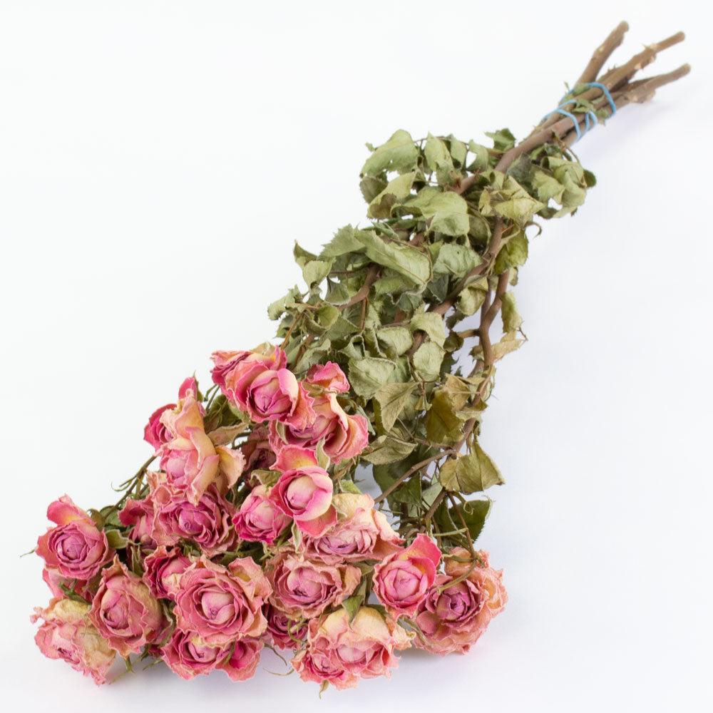 Dried Spray Roses | Roses, Spray, Dried, Natural Light Pink, x 10 Stems Dried Dried Flowers