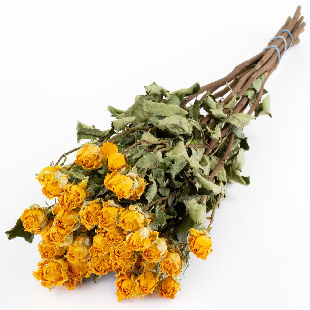 Dried Spray Roses | Roses, Spray, Dried, Natural Yellow, x 10 Stems Dried Dried Flowers