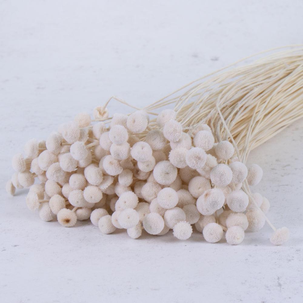 Florals | Amararellinho, Bleached White, 100g Bunch Dried Florals