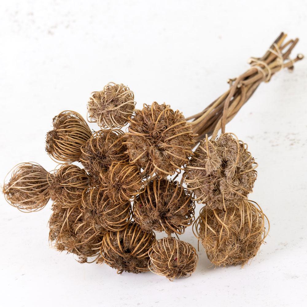 Florals | Ammi majus, Dried, Natural, 10 Stem Bunch Dried Florals