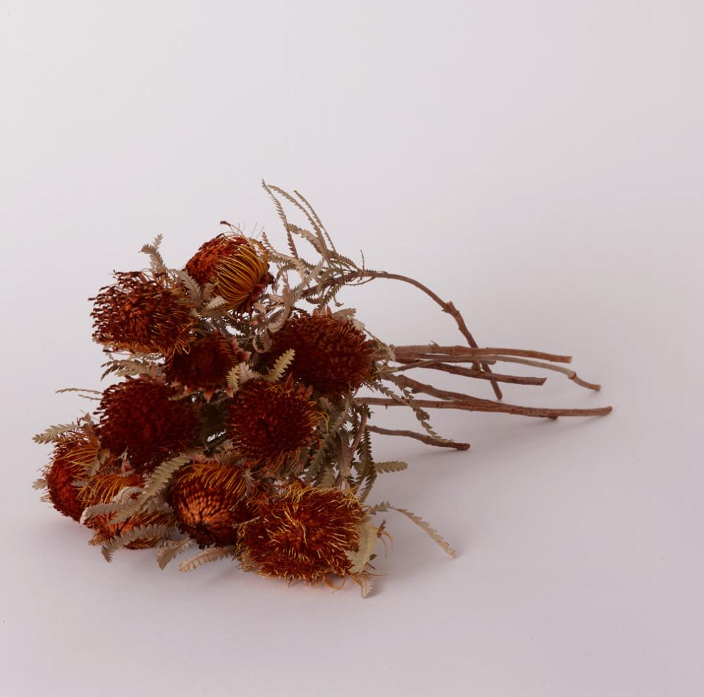 Florals | Banksia Dryandra, Natural Orange, Bunch x 10 Stems Dried Florals