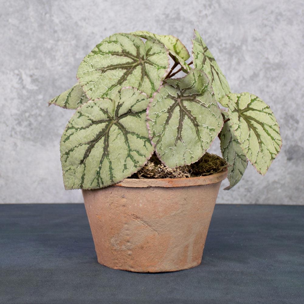 Florals | Begonia Rex Plant, Artificial, 25cm Artificial Florals