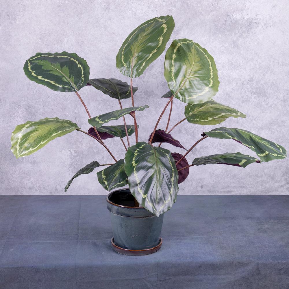 Florals | Calathea medallion, Artificial, Natural Touch Leaves 76cm Artificial Florals