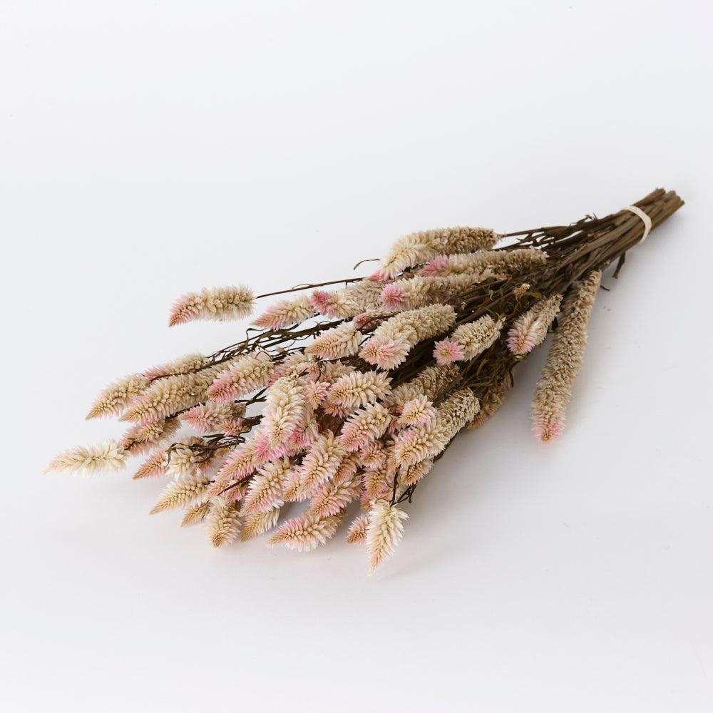 Florals | Celosia, Dried, Natural Pink, Bunch Dried Florals