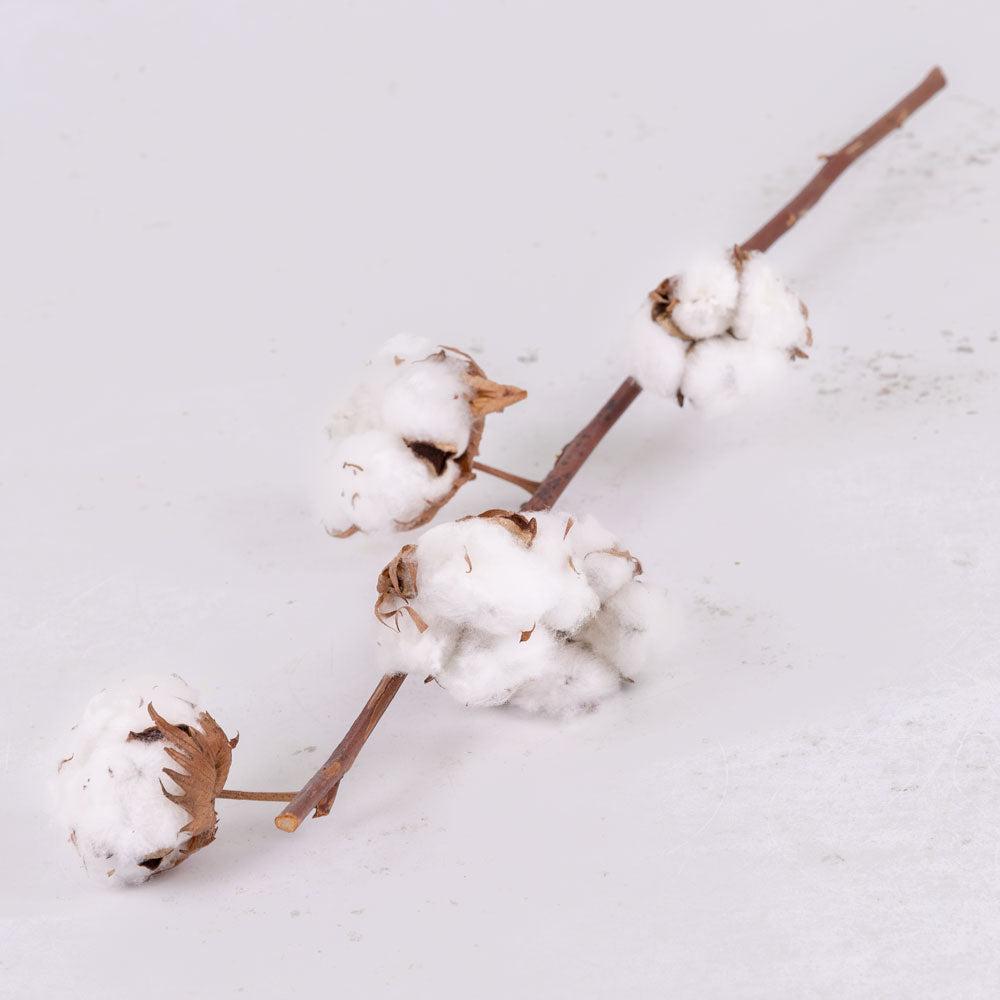 Florals | Cotton Branch, 5 heads, Dried, per Stem Dried Florals