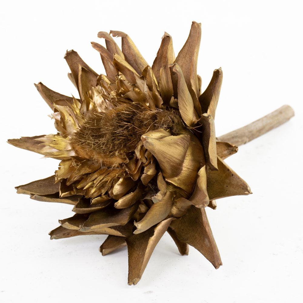 Florals | Cynara, Dried, Gold, 12-20cm, Per Stem Dried Florals