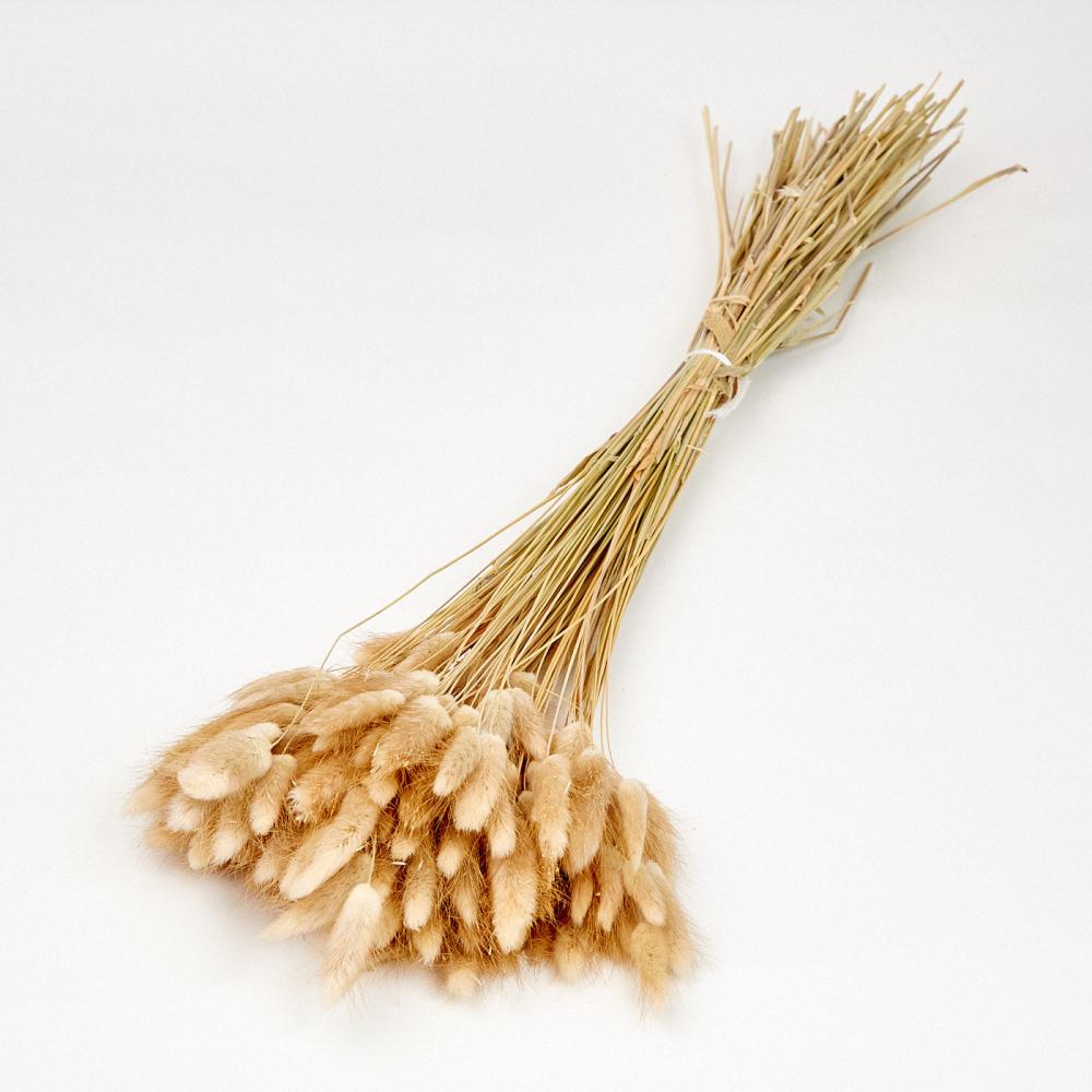 Florals | Lagurus Ovatus, (Bunny Tails), Dried, Natural, 100g Dried Florals