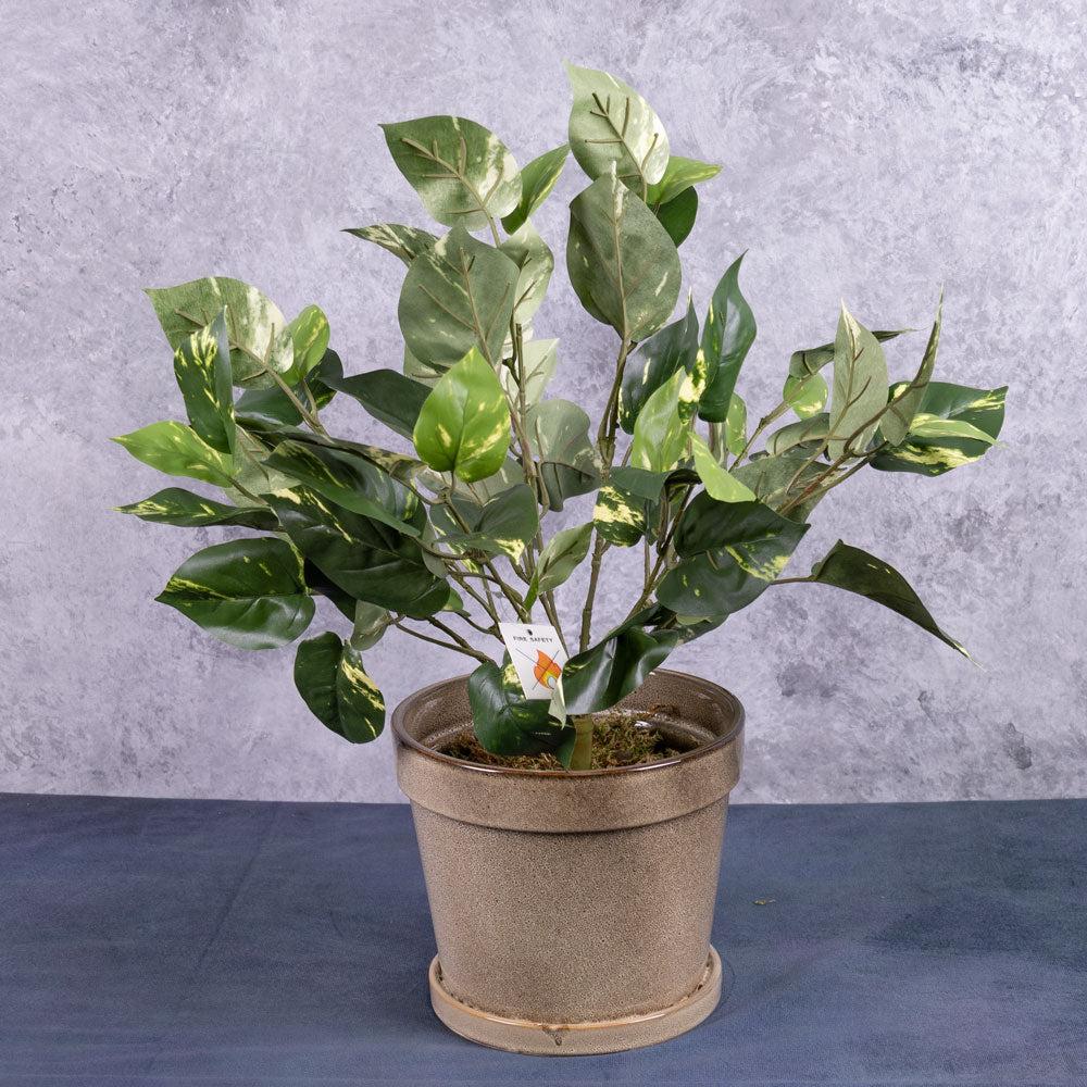 Florals | Pothos Bush (scindapsus), Artificial, 50cm FR Artificial Florals