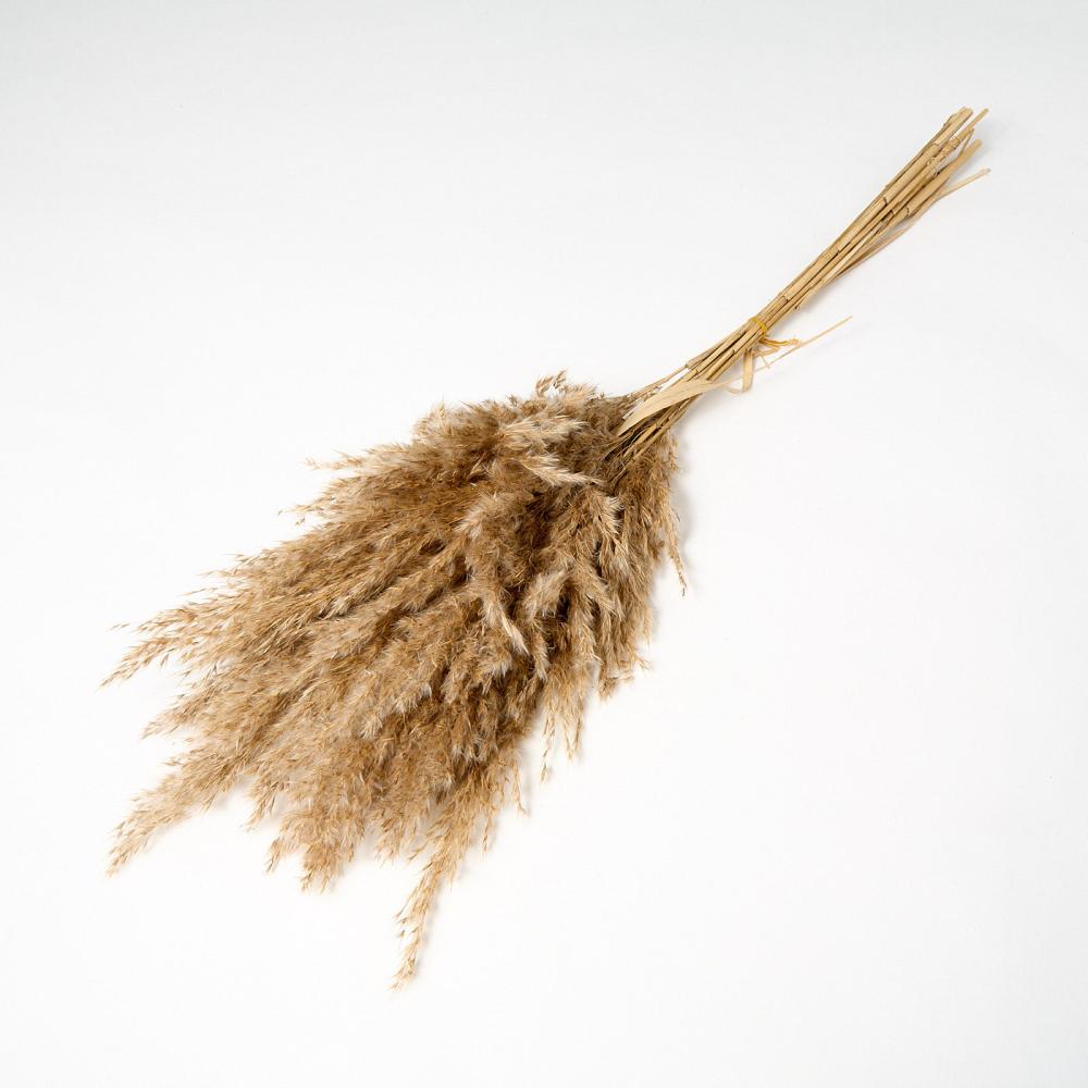 Florals | Reed Plume, Wild, Natural, 10 Stems Dried Florals