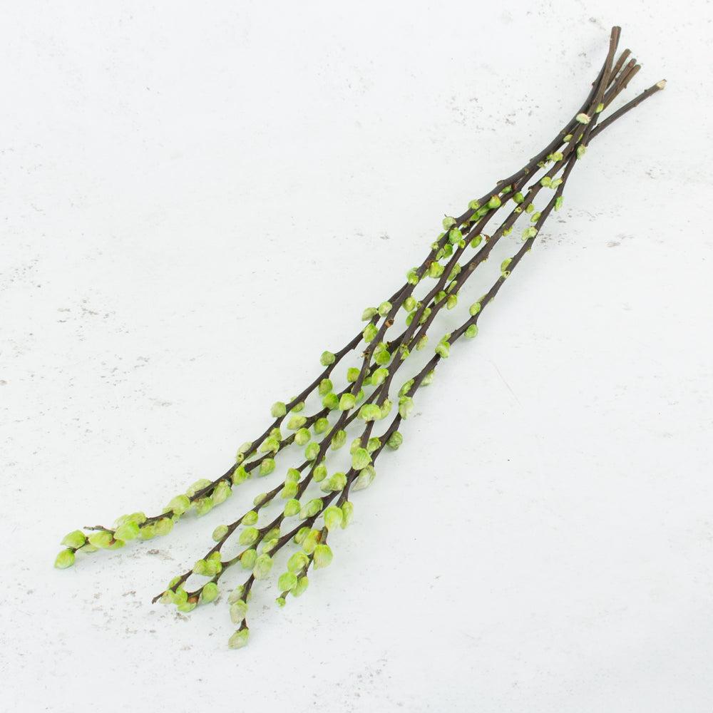 Florals | Salix, Pussy Willow, Dried, Green, 80cm Dried Florals