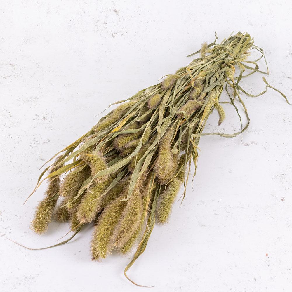 Florals | Setaria, (Foxtail Grass), Dried, Natural Green Dried Florals