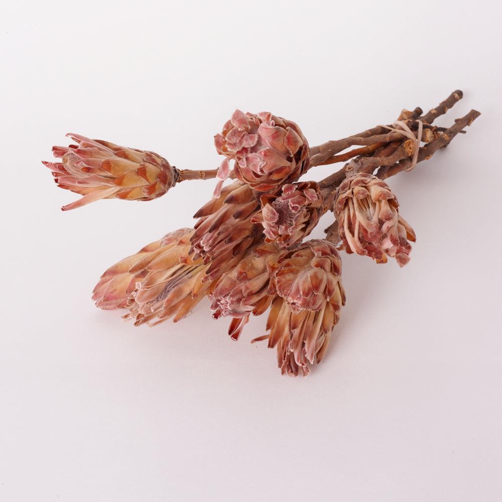 Florals | Sugarbush, Compacta Pink/Cream, Bunch x 10 Stems Dried Florals