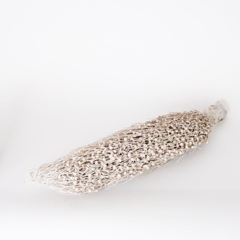 Florals | Tocha Olimpica, Dried, Whitewash 55-65cm Dried Florals