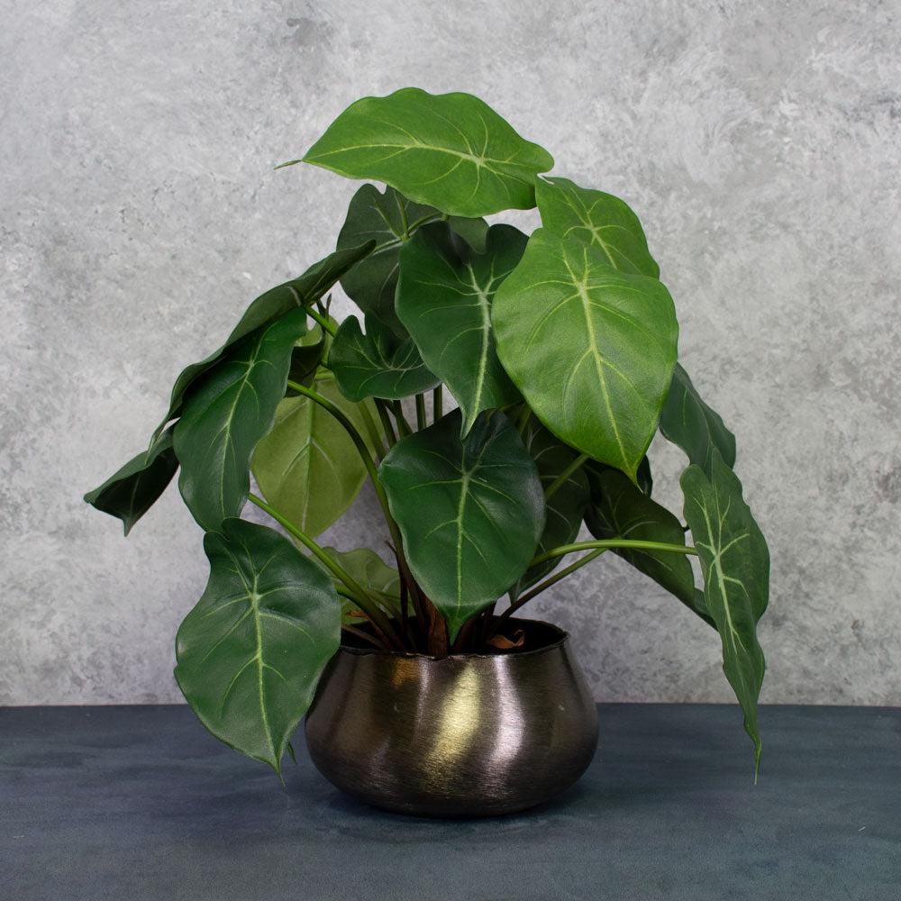 Large Artificial Plants & Trees | Arrowhead Plant, Artificial, 50cm Artificial Artificial Indoor Plants