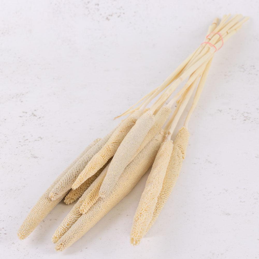 Picks & Stems | Babla, (Pearl Millet), Dried, Bleached White, Bunch x 10 Dried Dried Fillers & Foliage