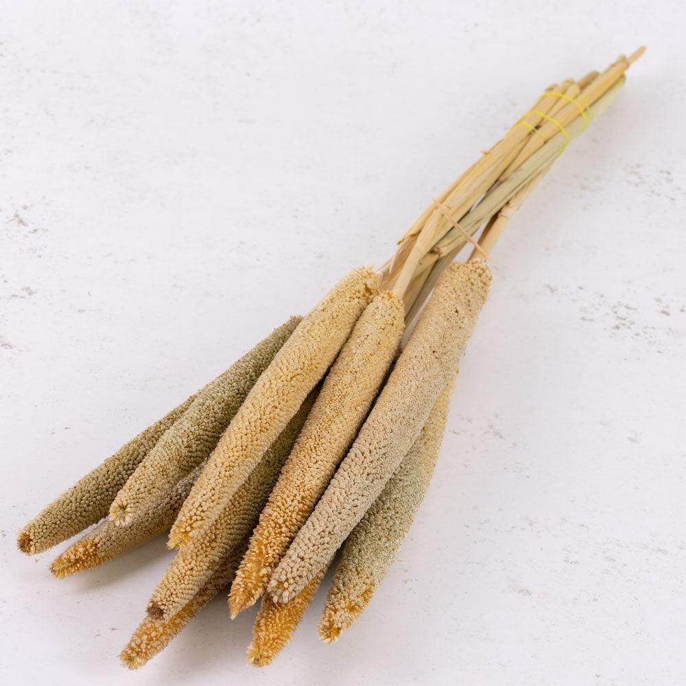 Picks & Stems | Babla, (Pearl Millet), Dried, Natural, Bunch x 10 Dried Dried Fillers & Foliage