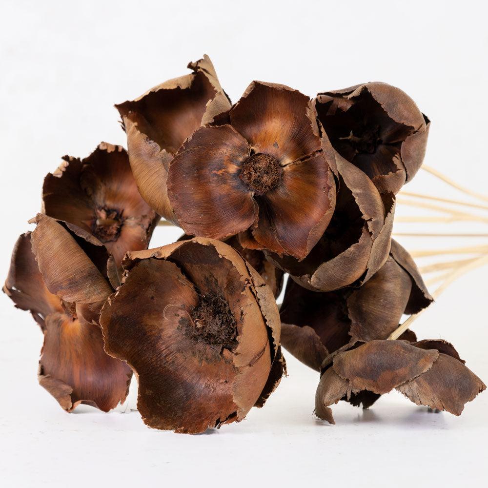 Picks & Stems | Palm Cup on Stem, Dried, Natural x 10 Stems Dried Dried Fillers & Foliage