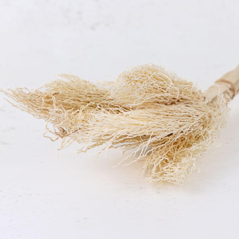 Picks & Stems | Palm Twizzles, Dried, Bleached White Dried Picks & Stems