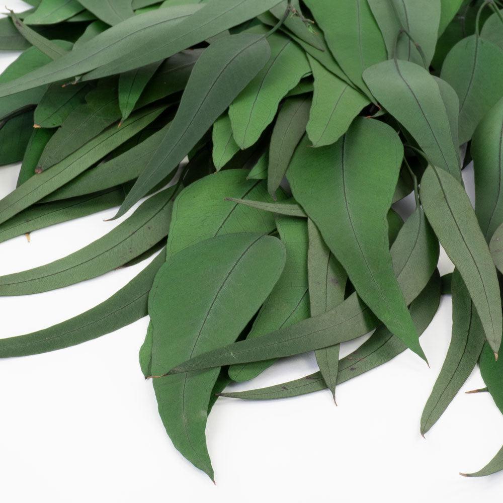 Preserved Eucalyptus | Eucalyptus Exotica, Preserved, Green Preserved Preserved Eucalyptus